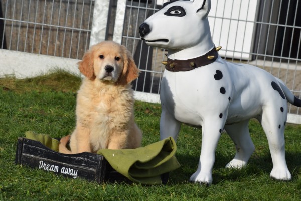 Retriever Golden (reu) 30844