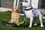 Retriever Golden (reu) 30844