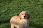 Retriever Golden (teef) 30846