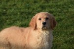 Retriever Golden (teef) 30846