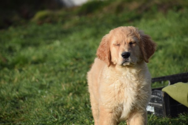 Retriever Golden (teef) 30846