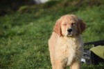 Retriever Golden (teef) 30846