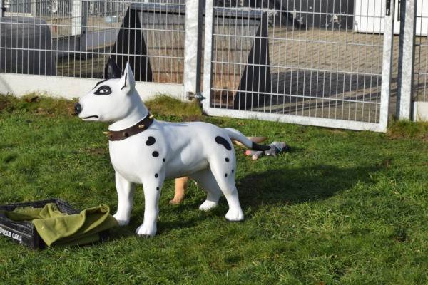 Retriever Golden (teef) 30846