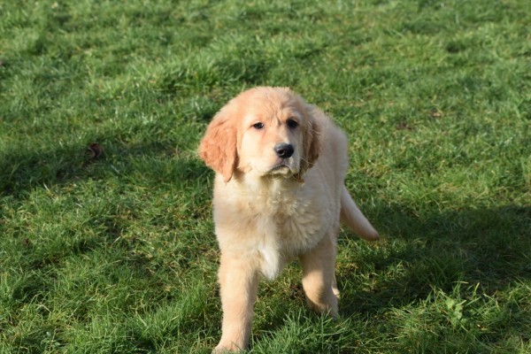 Retriever Golden (teef) 30846