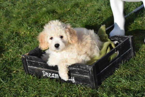Maltipoo (teef) 27754