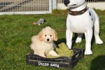 Maltipoo (teef) 27754