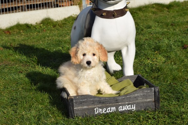 Maltipoo (teef) 27754