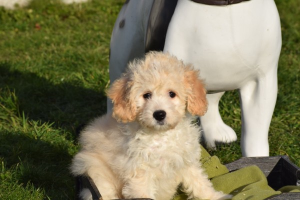 Maltipoo (teef) 27754