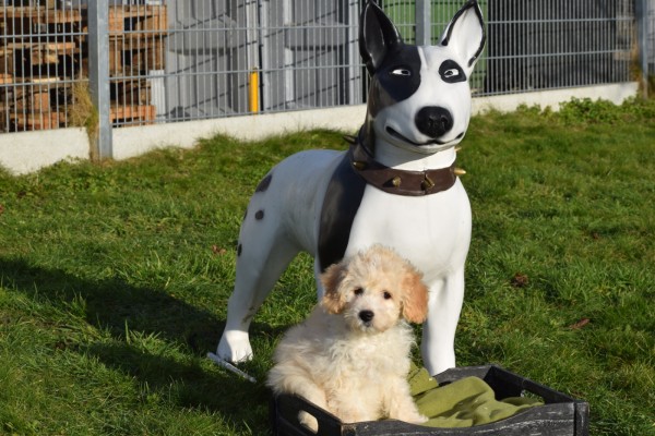 Maltipoo (teef) 27754