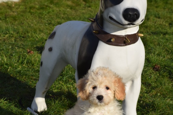 Maltipoo (teef) 27754