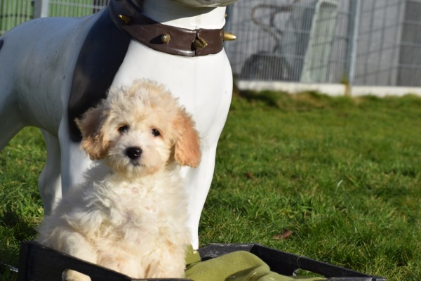 Maltipoo (teef) 27754