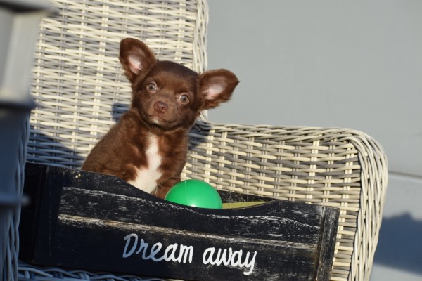 Chihuahua (reu) 27574