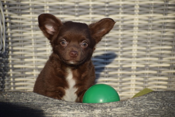 Chihuahua (reu) 27574