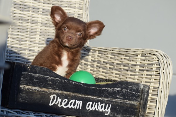 Chihuahua (reu) 27574