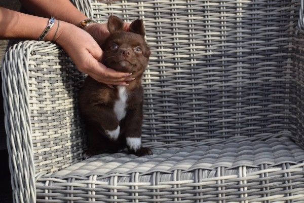 Chihuahua (reu) 27574