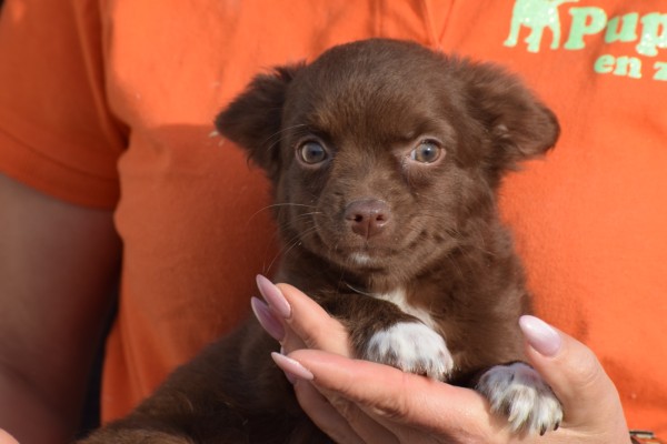 Chihuahua (reu) 27574