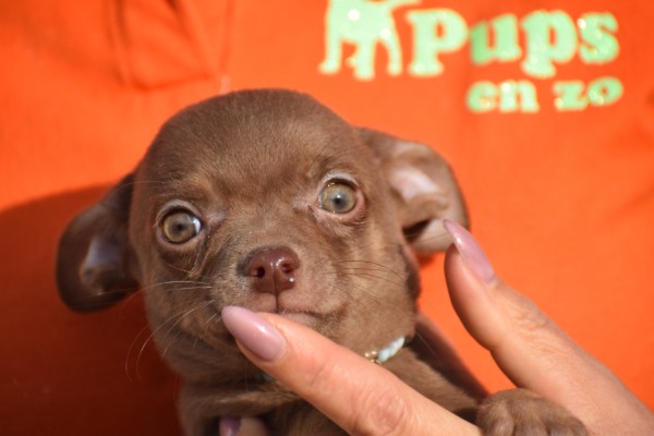 Chihuahua (reu) 27563