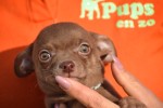 Chihuahua (reu) 27563