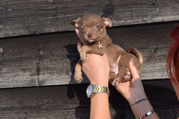 Chihuahua (reu) 27563