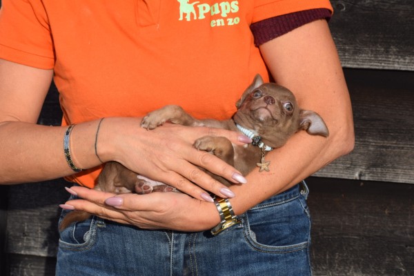 Chihuahua (reu) 27563