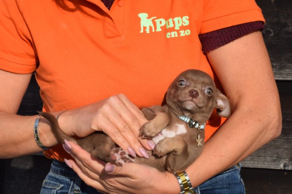 Chihuahua (reu) 27563