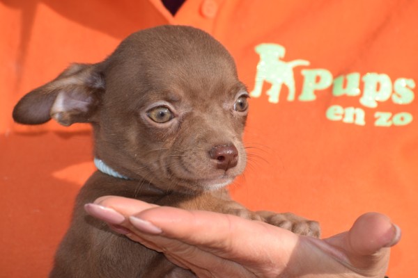 Chihuahua (reu) 27563