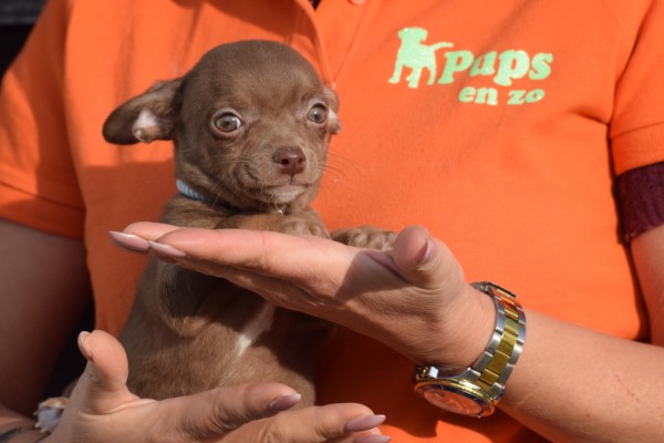 Chihuahua (reu) 27563