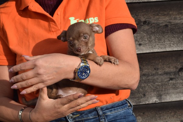 Chihuahua (reu) 27563