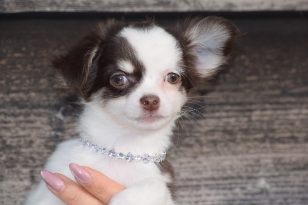 Chihuahua (teef) 26805