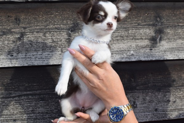 Chihuahua (teef) 26805