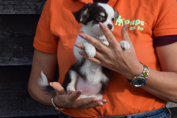 Chihuahua (teef) 26805