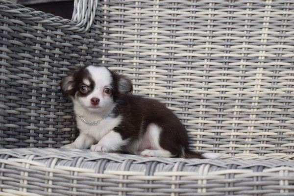 Chihuahua (teef) 26805