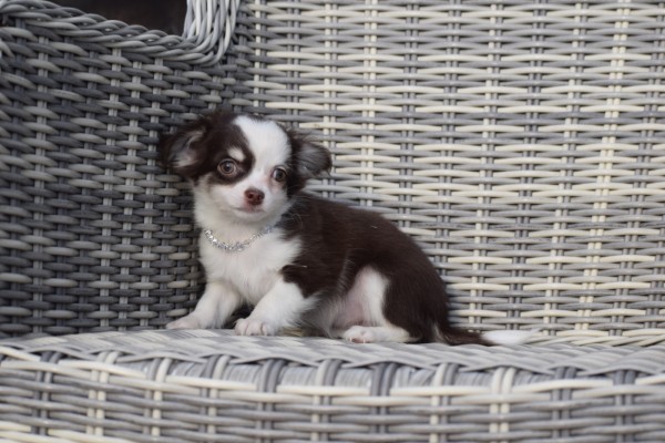 Chihuahua (teef) 26805