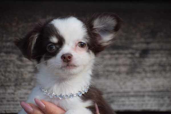 Chihuahua (teef) 26805