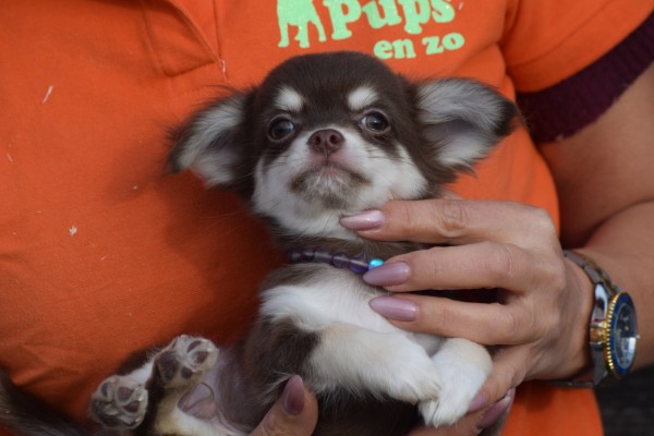 Chihuahua (reu) 26812