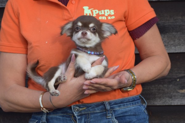 Chihuahua (reu) 26812