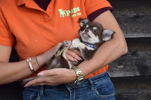 Chihuahua (reu) 26812