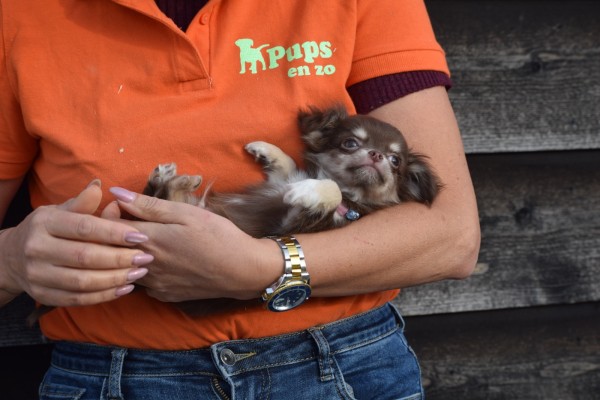 Chihuahua (reu) 26801