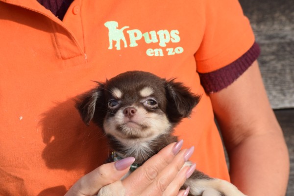 Chihuahua (reu) 26804