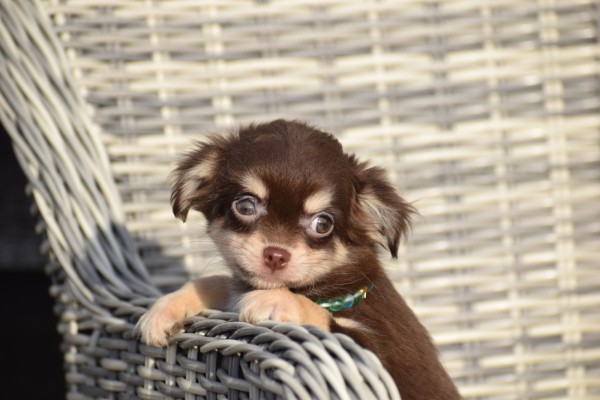 Chihuahua (reu) 26804