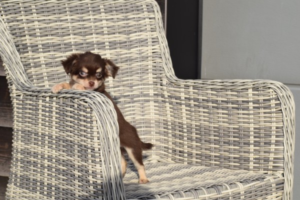 Chihuahua (reu) 26804