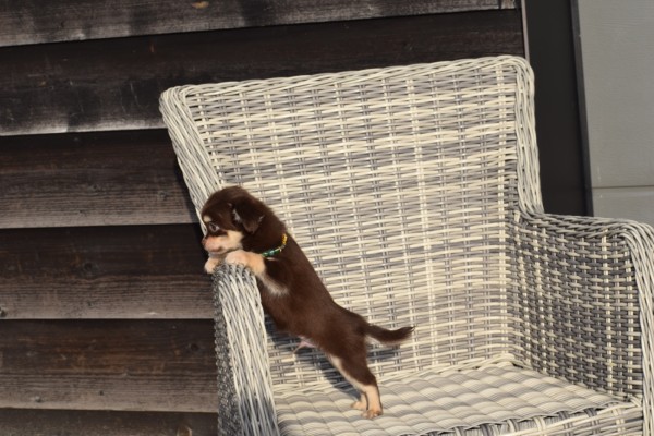 Chihuahua (reu) 26804