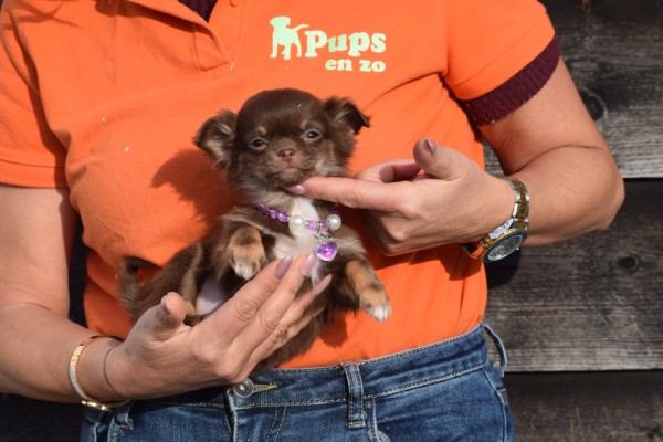 Chihuahua (teef) 35093