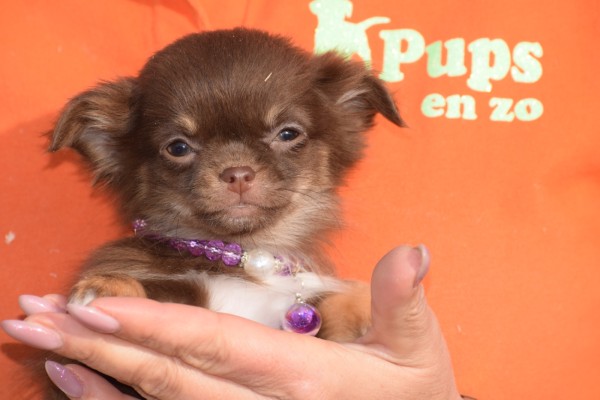 Chihuahua (teef) 35093