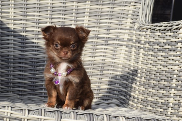 Chihuahua (teef) 35093