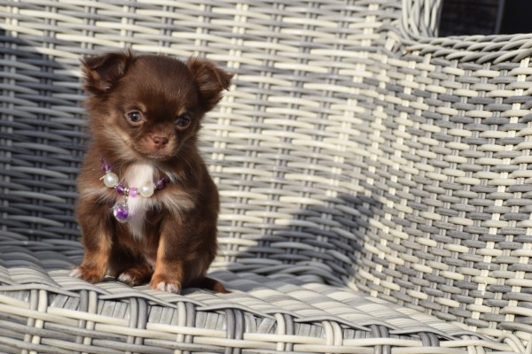 Chihuahua (teef) 35093