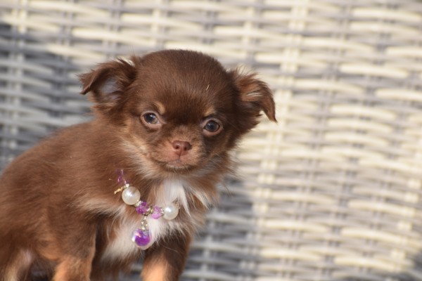 Chihuahua (teef) 35093