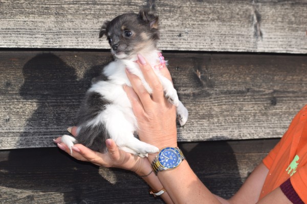 Chihuahua (teef) 33496