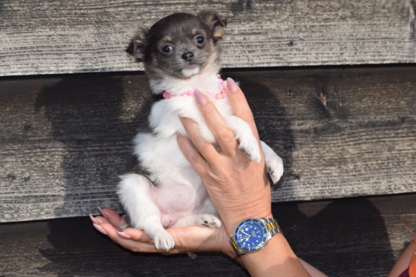 Chihuahua (teef) 33496