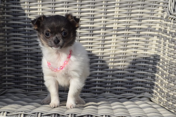 Chihuahua (teef) 33496